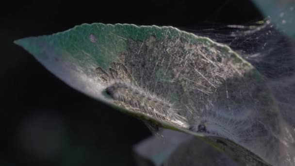 Caterpillars Eat Leaf Apple Tree Web Sunny Summer Day Close — Stock Video