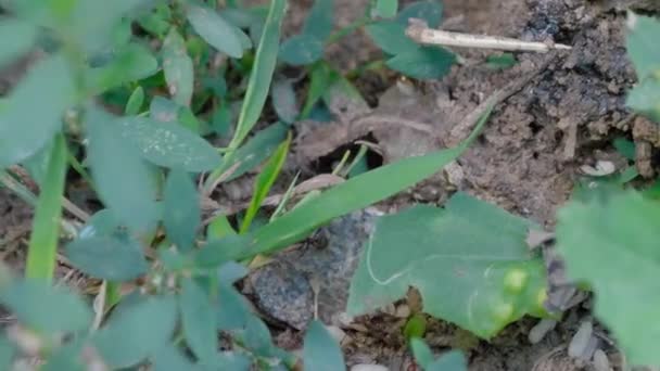 Ants Laying Eggs Anthill Ants Lay Captured Eggs Foreign Anthill — Stock Video