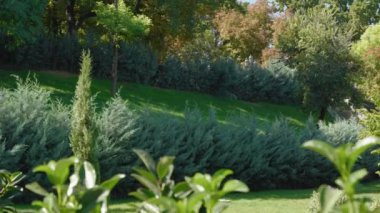 Park manzarası. Parkta iğne yapraklı ve yaprak döken ağaçlar. Yeşil yamaçlar, biçilmiş çimler. Güneşli bir gün.