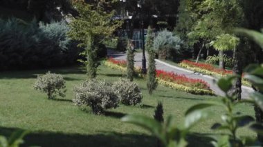 Parkın dekorasyonu. Park yolu. Parkta bir kız yürüyor. Yeşil ağaçlar, çimenler, çalılar. Çiçek yatağında parlak kırmızı çiçekler. Güneşli sıcak bir gün.
