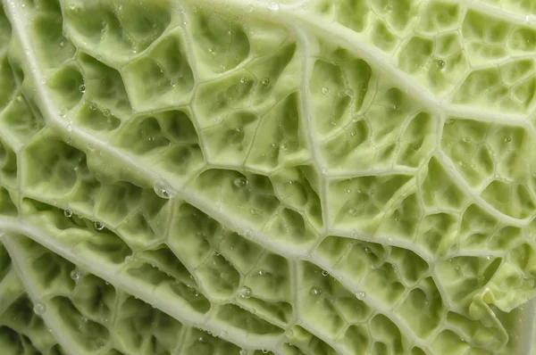 Savoy cabbage leaf in drops of water. — Stock Photo, Image