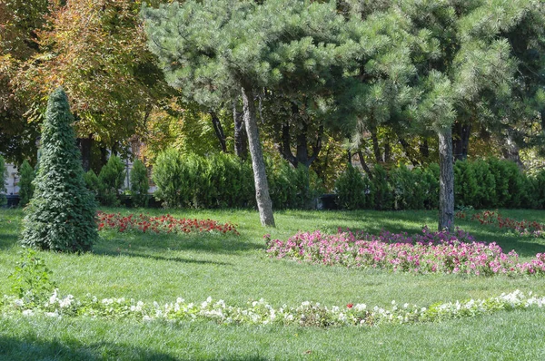 stock image Coniferous and deciduous trees in the park.