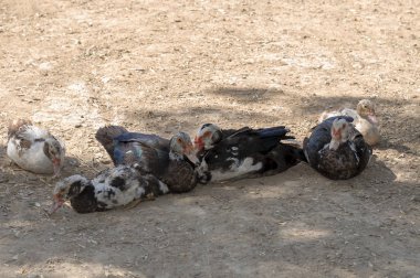 Yerli ördekler güneşli bir günde gölgede oturup.