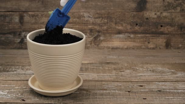 Plantar Una Planta Una Maceta Plantar Bulbos Amarilis Una Maceta — Vídeo de stock