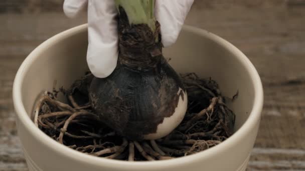 Sadzenie Rośliny Garnku Sadzenia Amaryllis Cebulki Kwiatów Garnku Garnku Ceramicznym — Wideo stockowe