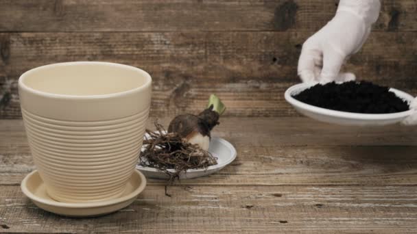 Piantare Una Pianta Una Pentola Lavori Preparatori Terreno Drenaggio Sono — Video Stock