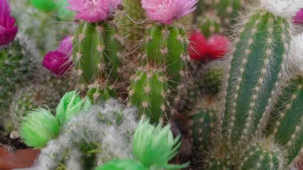 Cactus Fiore Varietà Colore Brillante Dei Cactus Cactus Spinosi Diverse — Video Stock