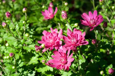 Sonbaharda kırmızı kasımpatı çiçeği.