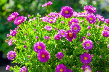 Sonbaharda çiçek açan parlak mor kapak.