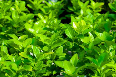 Sonbaharda yeşil yapraklı Euonymus..