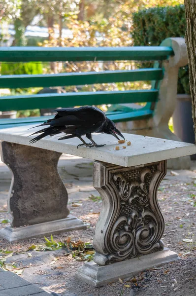 Raven se sienta y come en un banco del parque . — Foto de Stock