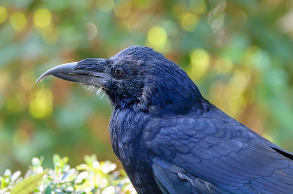 Portrait of a young raven on a sunny autumn day.