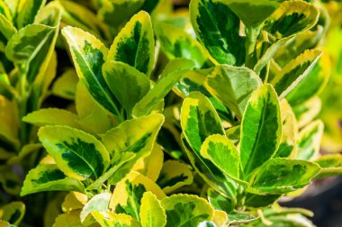 Sonbaharda sarı-yeşil yapraklı Euonymus..