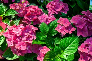 Pembe ortanca, geniş yapraklı..