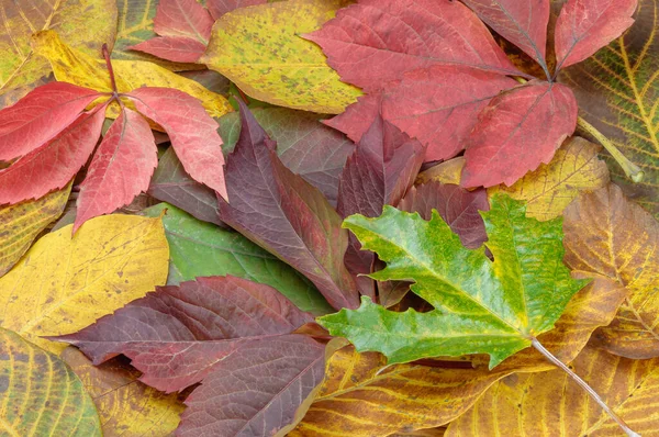 Tombé automne feuilles colorées vue de près . — Photo