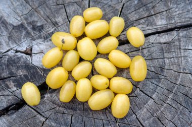 Yaşlı bir kütüğün üzerinde sarı bir odun.