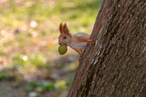 Eichhörnchen auf einem Baumstamm mit einer Nuss in den Zähnen. — Stockfoto