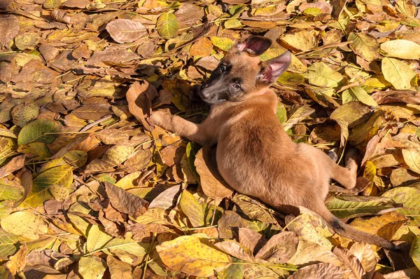 Cão pastor belga - Cãozinho Malinois no outono . — Fotografia de Stock