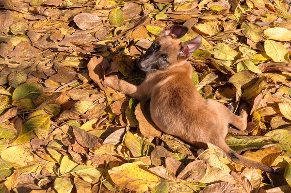 Belgický ovčák - Malinois štěně na podzim. — Stock fotografie