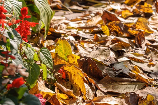 Salvia rossa in autunno e foglie gialle cadute . — Foto Stock