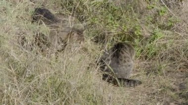 Kedili evsiz kedi çimlerin üzerinde oynuyor. Sonbahar güneşli bir gün.