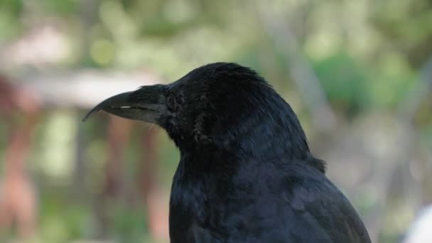 Raven Bird Croaks Close View Warm Sunny Day Fall — Stock Video