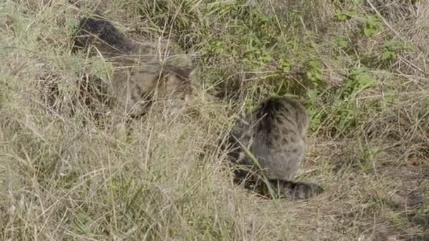 Gatto Senzatetto Con Gattino Stanno Giocando Nell Erba Autunno Giornata — Video Stock