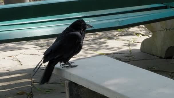 Pássaro Corvo Bate Asas Abre Penas Banco Parque Dia Outono — Vídeo de Stock