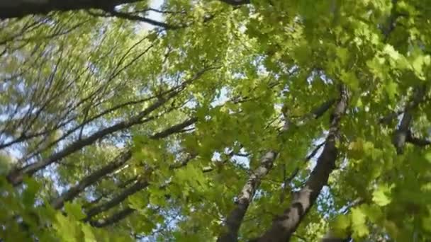 Вращающиеся Зеленые Короны Деревьев Солнечный День Головокружение Голубое Небо — стоковое видео