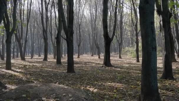 Листяні Дерева Парку Восени Похмурий Туман Сонячний День Занедбані Листя — стокове відео