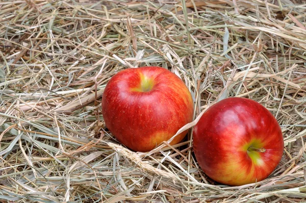 Mogna röda äpplen på höet. — Stockfoto