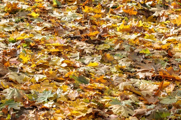 Feuilles jaunes ensoleillées tombées à l'automne . — Photo