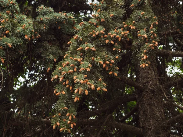 Kiefernzweig mit zahlreichen jungen Zapfen. Alter Baum. — Stockfoto