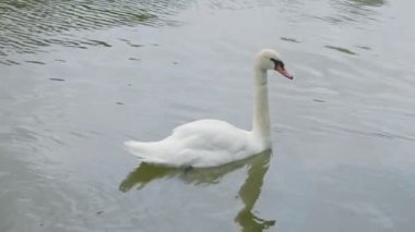 Suda yüzen Beyaz Kuğu. Ağır çekim.
