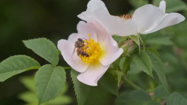 Gül. Arı bal koleksiyonu. Aromatik çalı. Nektar.