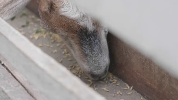 Eine Ziege auf einem Bauernhof frisst Getreide. Nahaufnahme. — Stockvideo