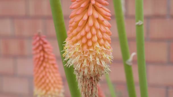 La fleur de la coupeuse oscille dans le vent. Gros plan. — Video