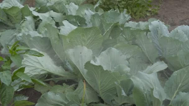 Podlewanie kapusty na biało. Dbanie o ogród warzywny. — Wideo stockowe