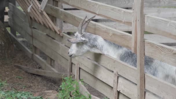 Uma cabra cinzenta espreita de uma doca numa quinta. . — Vídeo de Stock