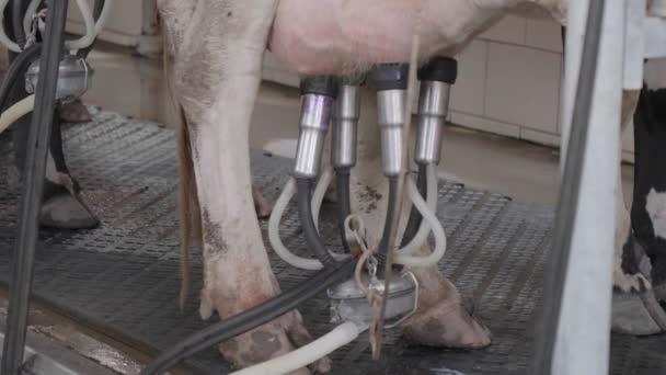 Dojenie krów na farmie. Urządzenie udojowe jest podłączone do drogi. — Wideo stockowe
