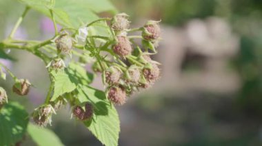 Ahududulu organik böğürtlen. Olgunlaşma evresi. Çalılar rüzgarda sallanıyor..