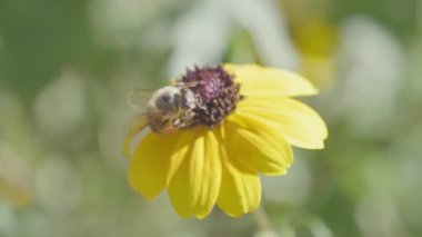 Çiçekteki arı nektar toplar. Güneşli bir gün..