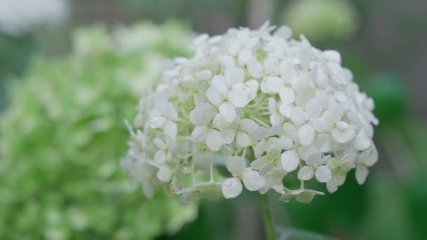 Inflorescencia de la hortensia blanca de cerca. Movimiento lento. — Vídeo de stock