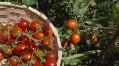 Kiraz domatesleri. Makas dalıyla el kesimi.