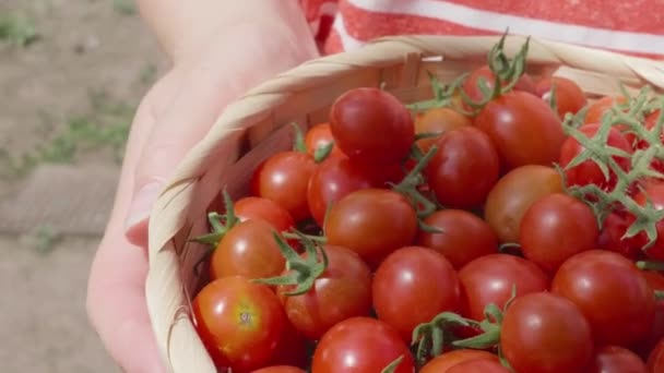 Сбор помидоров. Руки держат корзину спелых красных фруктов. — стоковое видео