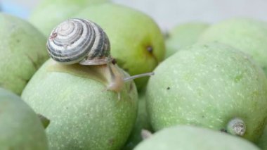 Salyangoz yeşil bir fındık üzerinde oturur ve boynuzlarını oynatır..