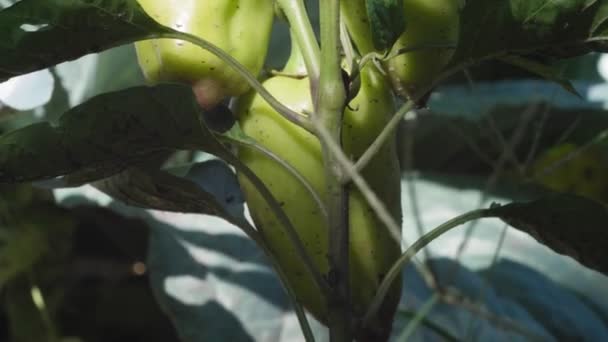달콤 한 유기농 고추가 텃밭에서 자라다. — 비디오