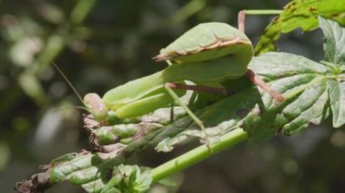Peygamber devesi avlanıyor. Yetişkin biri. Yeşil nane yaprakları.