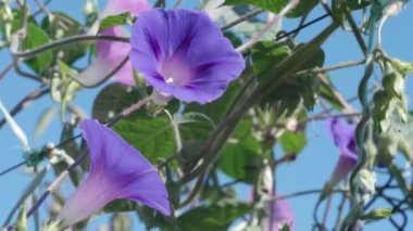 Mor ve pembe sabah zaferi çiçekleri. Mavi gökyüzü. Güneşli ve rüzgarlı bir gün.