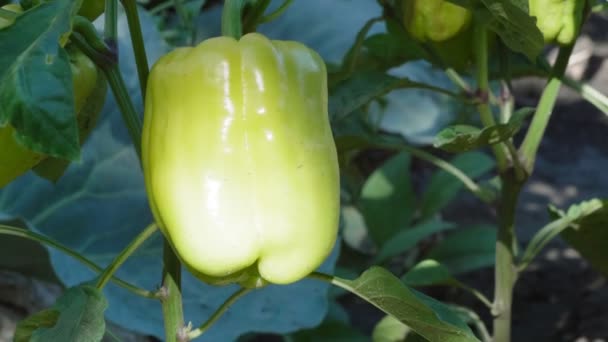 花园里的有机甜辣椒。Paprika 。阳光下的成熟蔬菜. — 图库视频影像